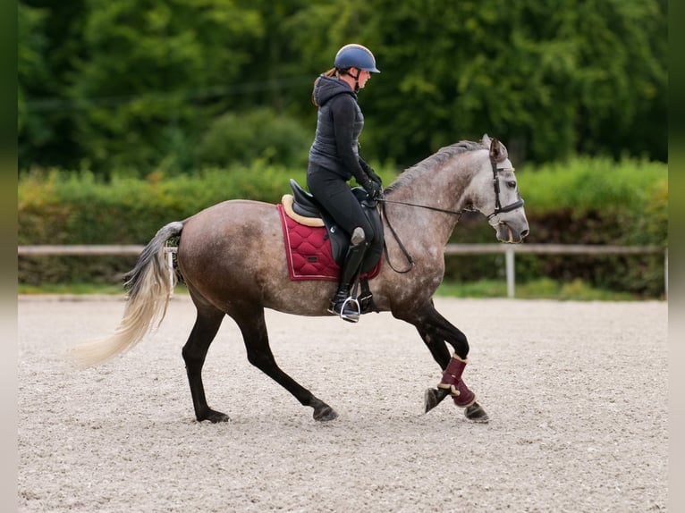 Cruzado Gelding 6 years 15,1 hh Grey-Blue-Tan in Neustadt (Wied)