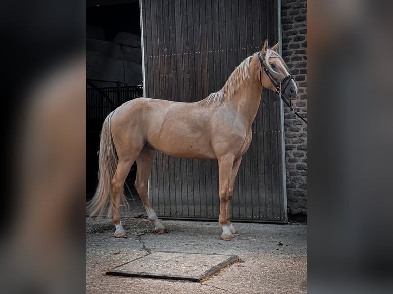 Cruzado Gelding 6 years 16 hh Palomino in Rommerskirchen