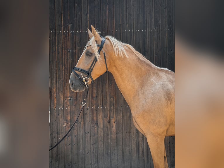 Cruzado Gelding 6 years 16 hh Palomino in Rommerskirchen
