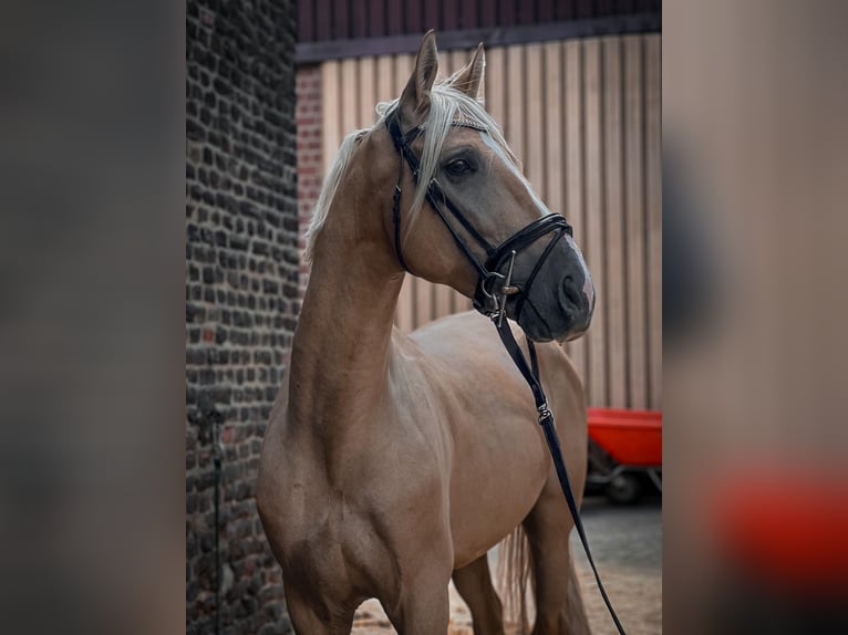 Cruzado Gelding 6 years 16 hh Palomino in Rommerskirchen