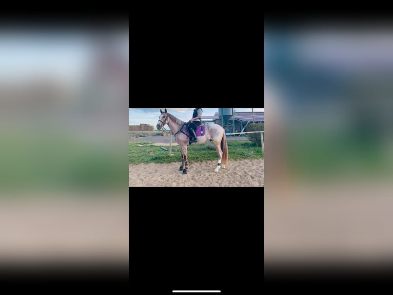 Cruzado Gelding 6 years 16 hh Roan-Red in Villaverde de medina