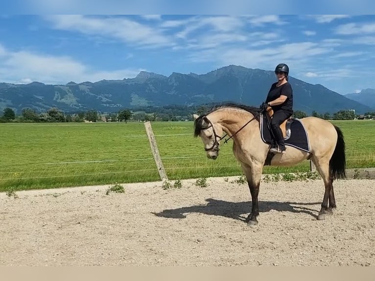 Cruzado Mix Gelding 6 years 17 hh Buckskin in Tuggen