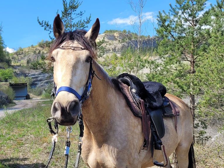 Cruzado Mix Gelding 6 years 17 hh Dun in Tuggen