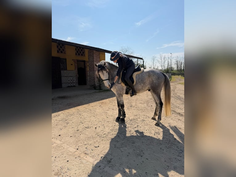 Cruzado Gelding 6 years Grey in Cisliano