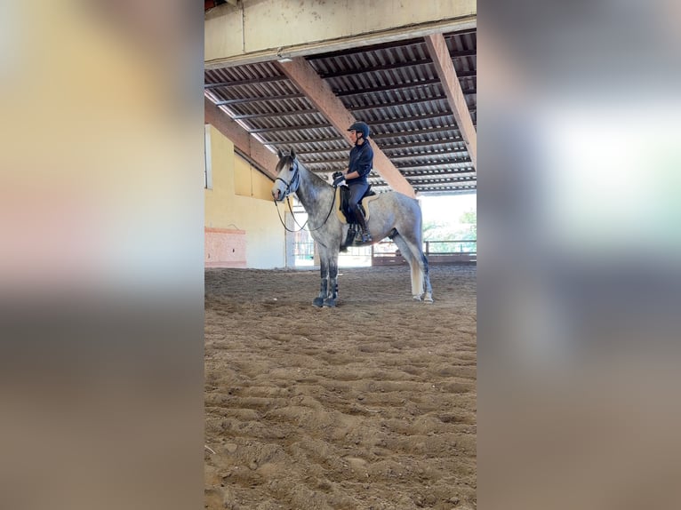 Cruzado Gelding 6 years Grey in Cisliano
