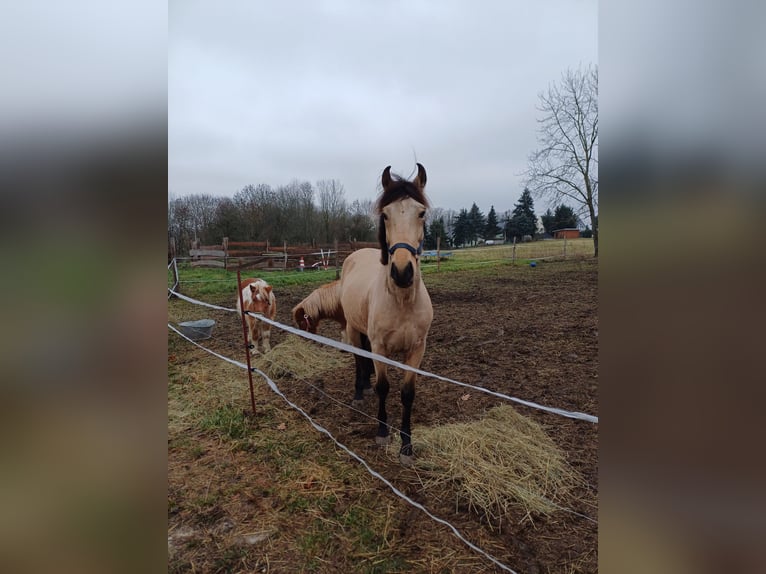 Cruzado Gelding 7 years 14,1 hh Buckskin in Frohburg