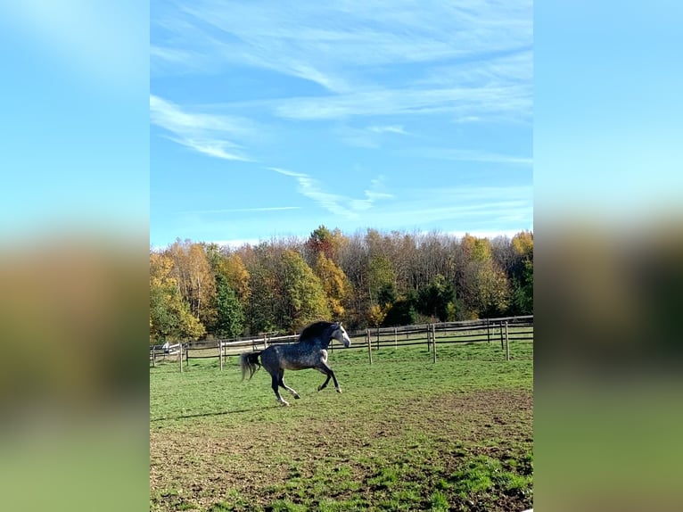 Cruzado Gelding 7 years 14,2 hh in Waldbrunn (Westerwald)