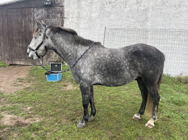 Cruzado Gelding 7 years 15.1 hh Grey-Dapple in Brandis