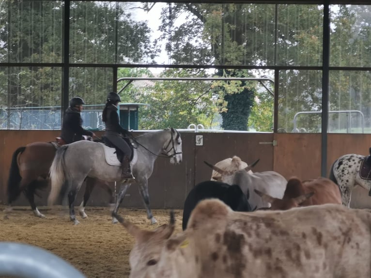 Cruzado Gelding 7 years 15.1 hh Grey-Dapple in Hünxe