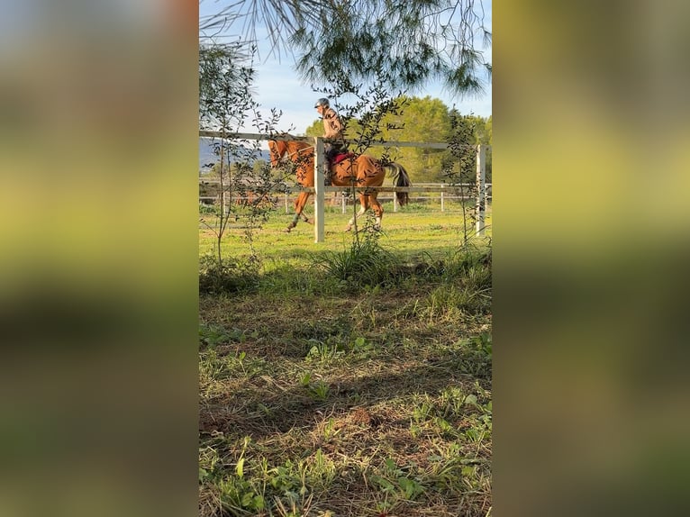 Cruzado Gelding 7 years 15.2 hh Chestnut-Red in Valls