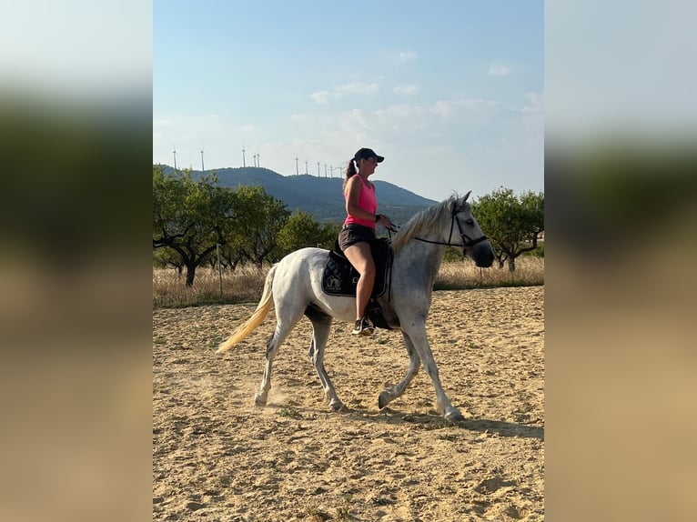 Cruzado Gelding 7 years 15.2 hh Grey in Bad Zwischenahn