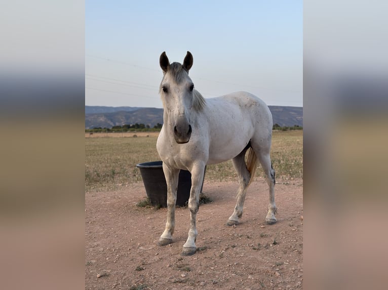 Cruzado Gelding 7 years 15.2 hh Grey in Bad Zwischenahn
