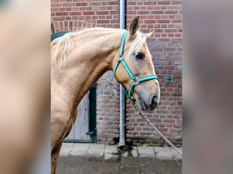 Cruzado Gelding 7 years 15.2 hh Palomino in Rommerskirchen