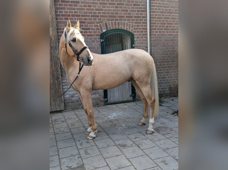 Cruzado Gelding 7 years 15.2 hh Palomino in Rommerskirchen