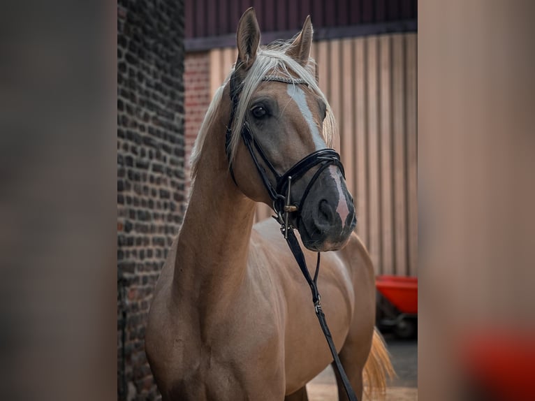 Cruzado Gelding 7 years 15.2 hh Palomino in Rommerskirchen