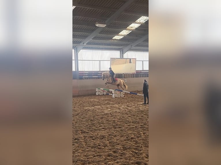 Cruzado Gelding 7 years 15.2 hh Palomino in Rommerskirchen