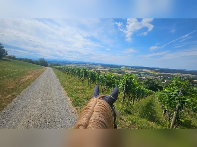 Cruzado Gelding 7 years 15,1 hh Chestnut-Red in Wiesendangen