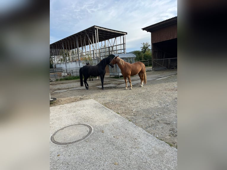 Cruzado Gelding 7 years 15,1 hh Chestnut-Red in Wiesendangen