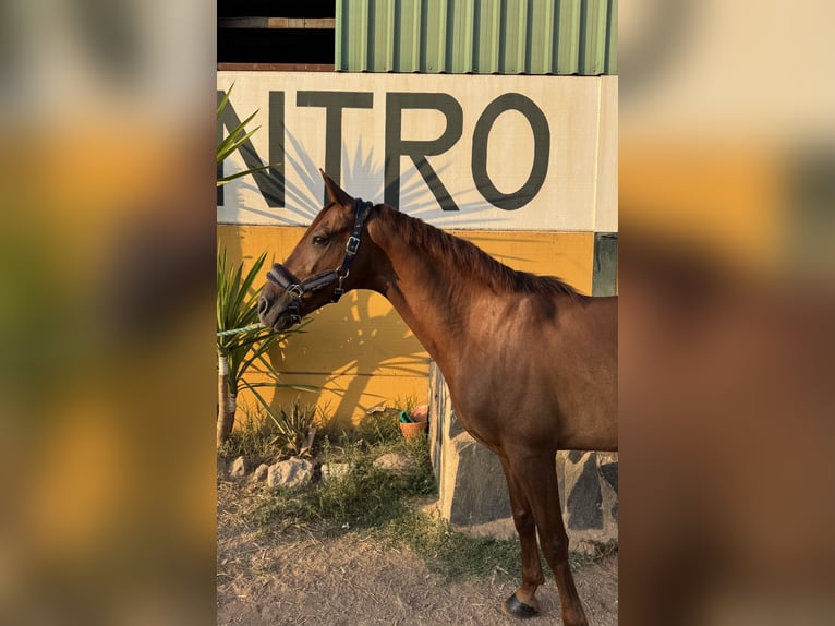 Cruzado Gelding 7 years 15,2 hh Chestnut-Red in Guarrom&#xE1;n