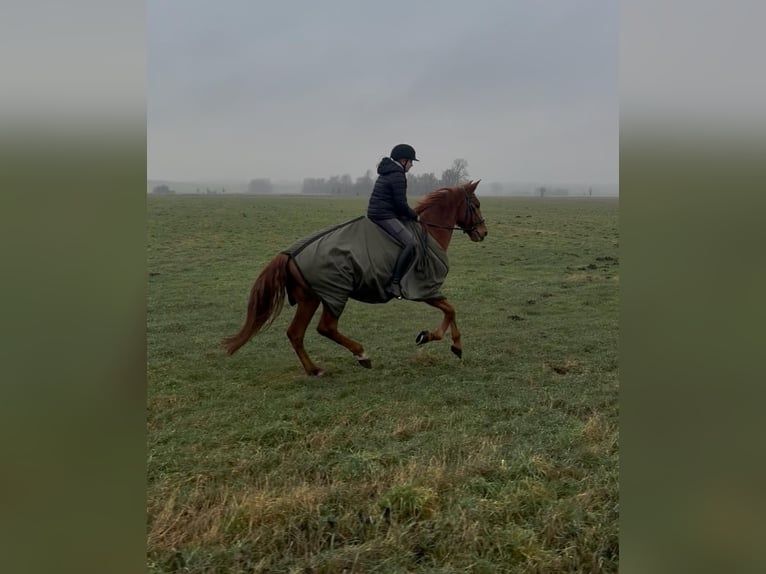 Cruzado Gelding 7 years 15,2 hh in Schöppenstedz