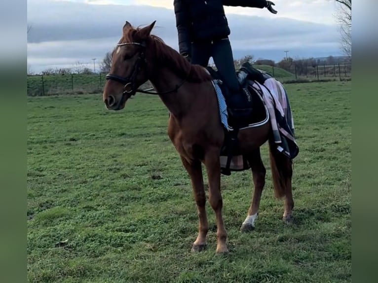Cruzado Gelding 7 years 15,2 hh in Schöppenstedz
