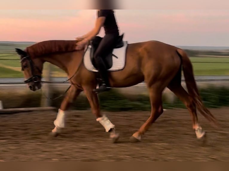 Cruzado Gelding 7 years 15,2 hh in Schöppenstedz