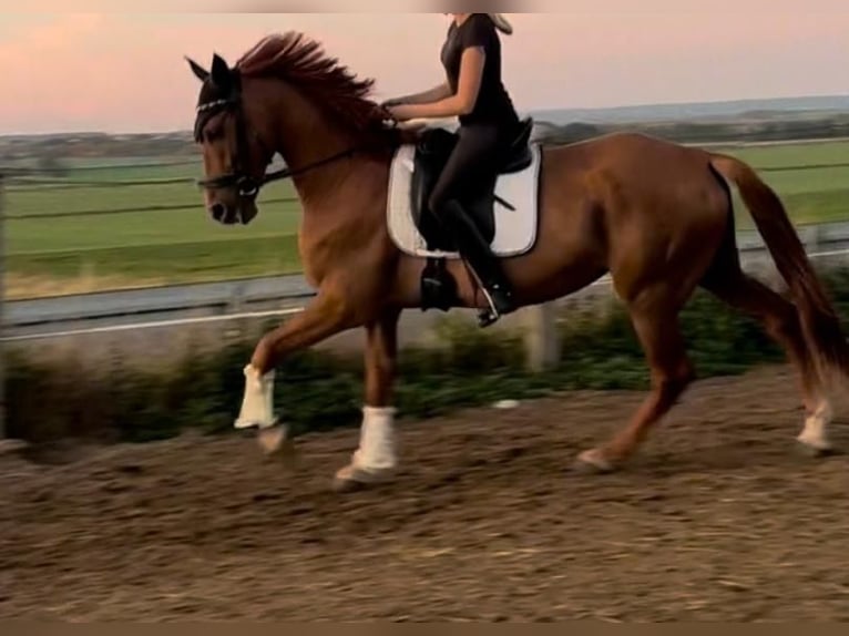 Cruzado Gelding 7 years 15,2 hh in Schöppenstedz