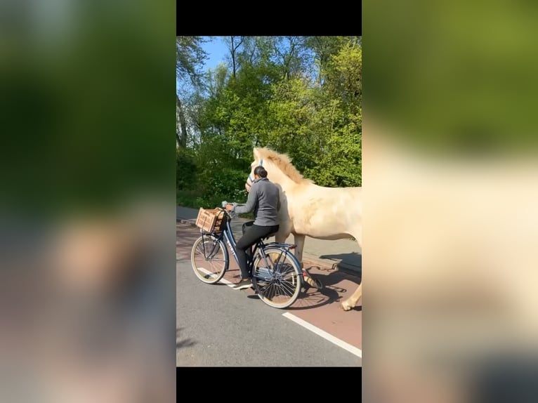 Cruzado Gelding 7 years 15,2 hh Perlino in Rotterdam