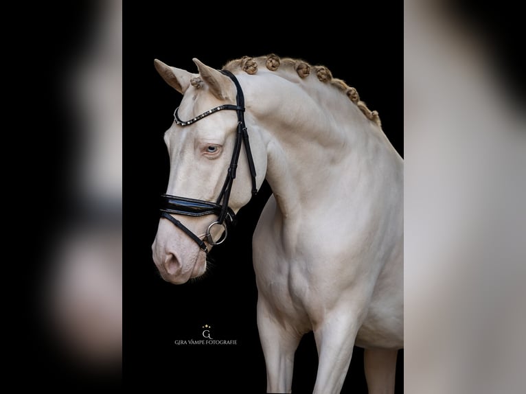 Cruzado Gelding 7 years 15,2 hh Perlino in Rotterdam