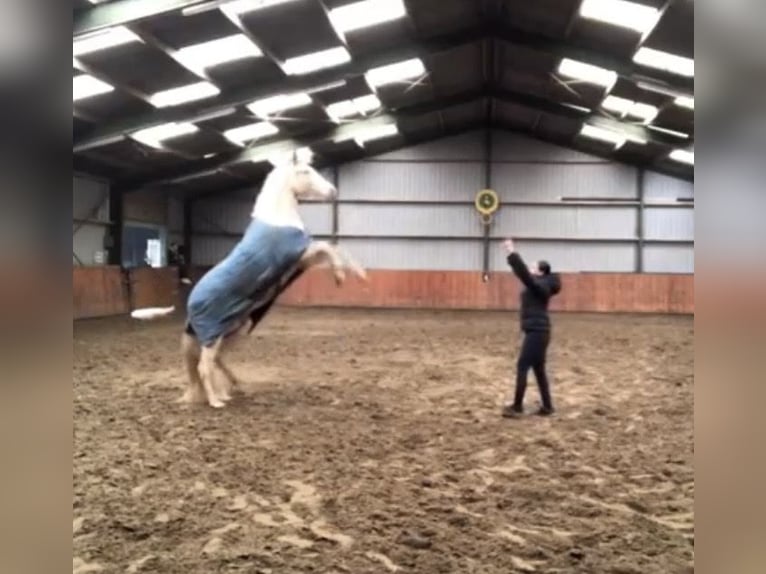 Cruzado Gelding 7 years 15,2 hh Perlino in Rotterdam