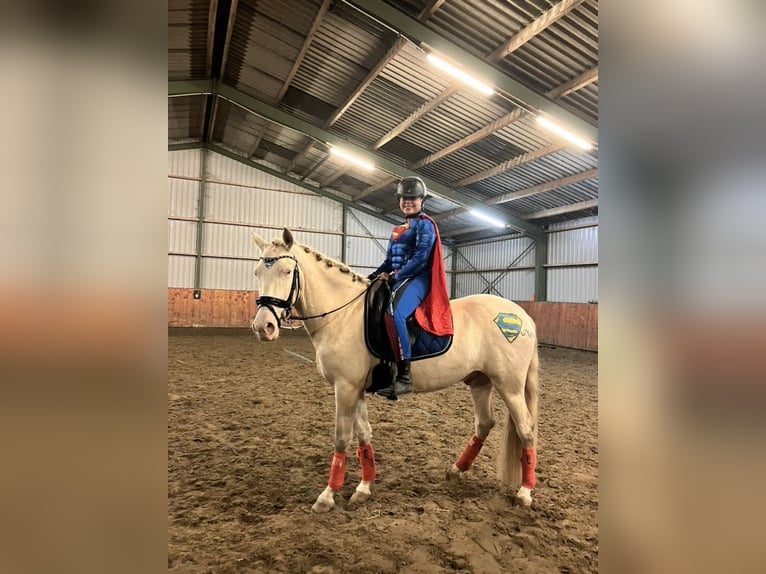 Cruzado Gelding 7 years 15,2 hh Perlino in Rotterdam