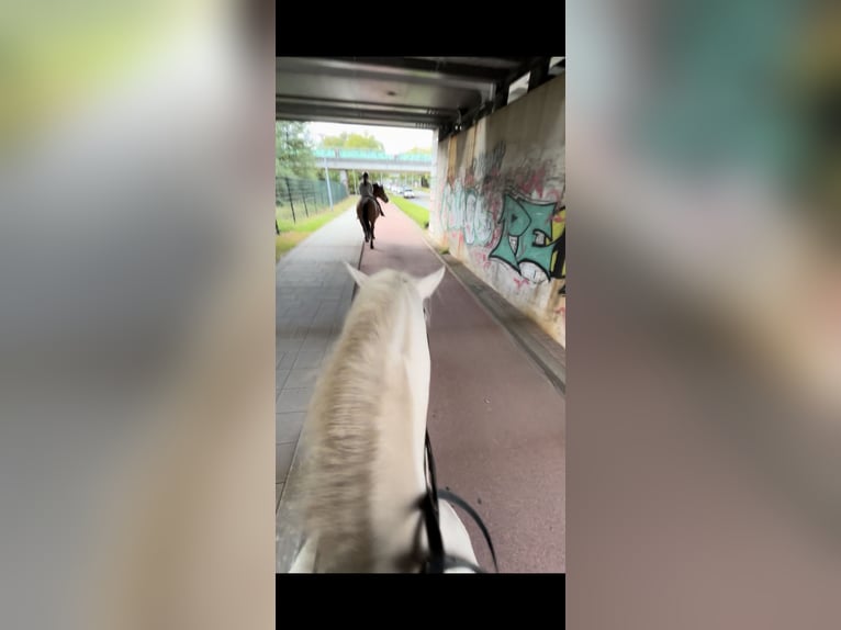 Cruzado Gelding 7 years 15,2 hh Perlino in Rotterdam