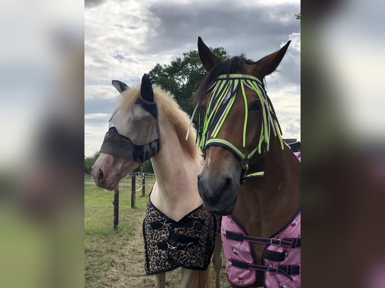 Cruzado Gelding 7 years 15,2 hh Perlino in Rotterdam