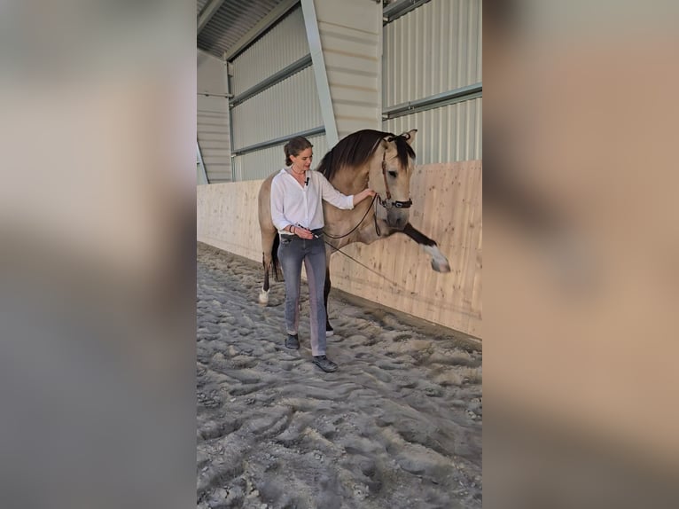 Cruzado Gelding 7 years 16.2 hh Buckskin in Bad Griesbach im Rottal