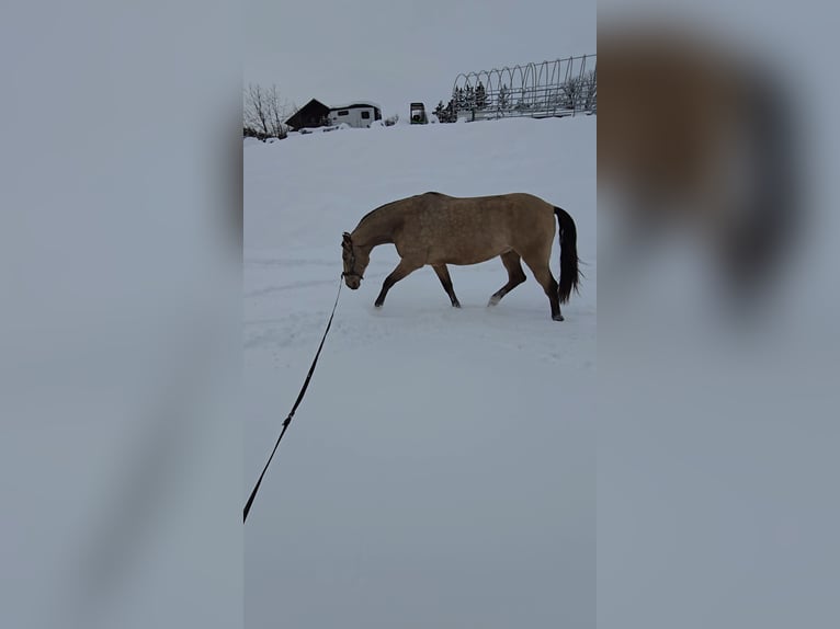 Cruzado Gelding 7 years 16.2 hh Buckskin in Bad Griesbach im Rottal