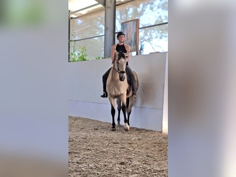 Cruzado Gelding 7 years 16.2 hh Buckskin in Stangau im Wienerwald
