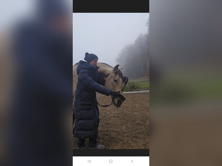 Cruzado Gelding 7 years 16.2 hh Buckskin in Stangau im Wienerwald