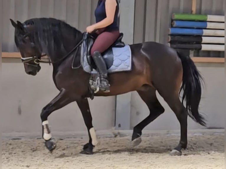 Cruzado Gelding 7 years 16 hh Bay-Dark in Marum