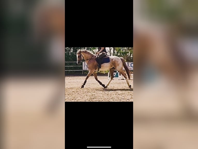 Cruzado Gelding 7 years 16 hh Roan-Red in ValladolidValladolid
