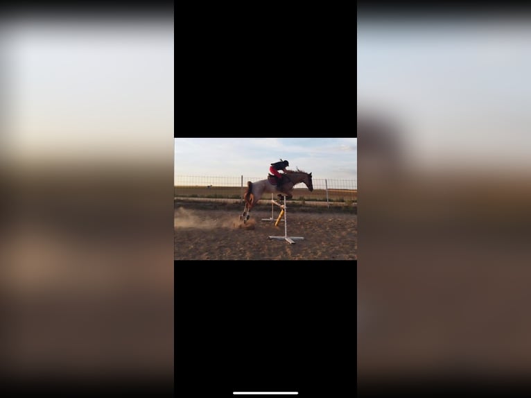 Cruzado Gelding 7 years 16 hh Roan-Red in ValladolidValladolid