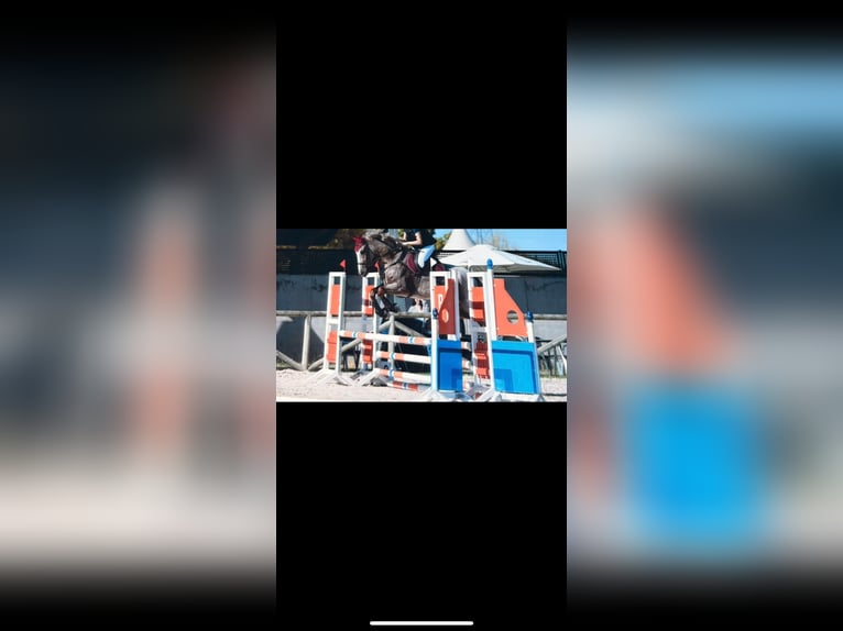 Cruzado Gelding 7 years 16 hh Roan-Red in Villaverde De Medina