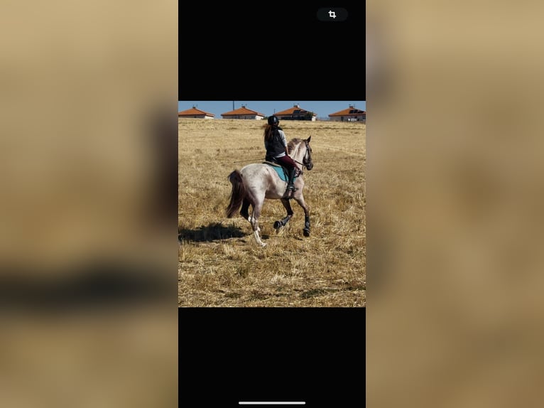 Cruzado Gelding 7 years 16 hh Roan-Red in Villaverde De Medina