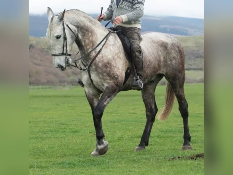 Cruzado Gelding 7 years 17 hh Grey in Sabadell Cruzado Gelding 7 years 17 hh Grey in Sabadell