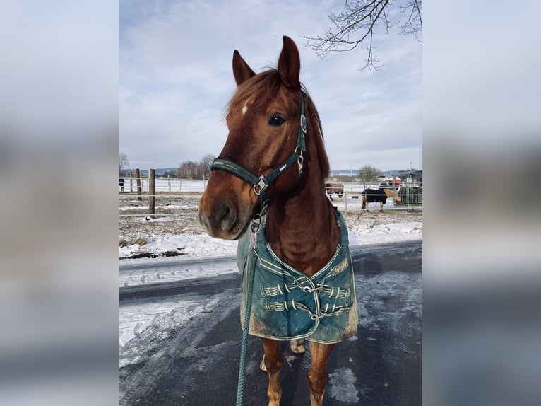 Cruzado Gelding 8 years 15.2 hh Chestnut-Red in Kirchlengern