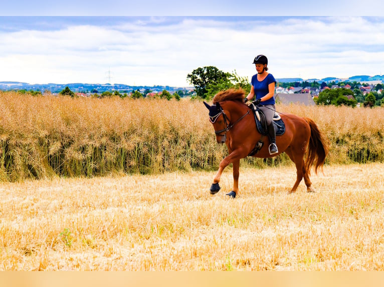 Cruzado Gelding 8 years 15.2 hh Chestnut-Red in Kirchlengern