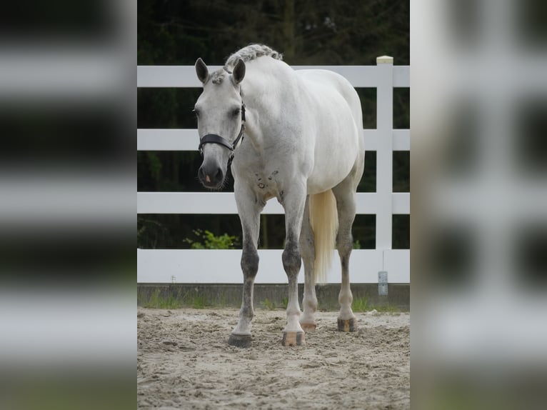 Cruzado Gelding 8 years 15.3 hh Grey in Nettersheim