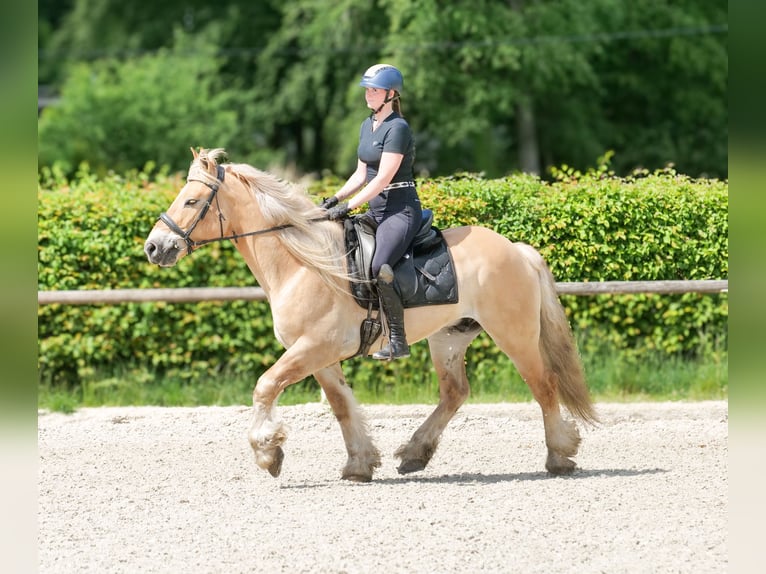 Cruzado Gelding 8 years 15 hh Dun in Neustadt (Wied)