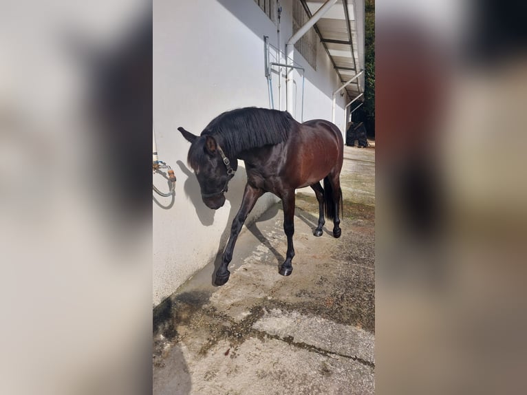 Cruzado Gelding 8 years 15,1 hh Black in Montouto (Santa Cristina)