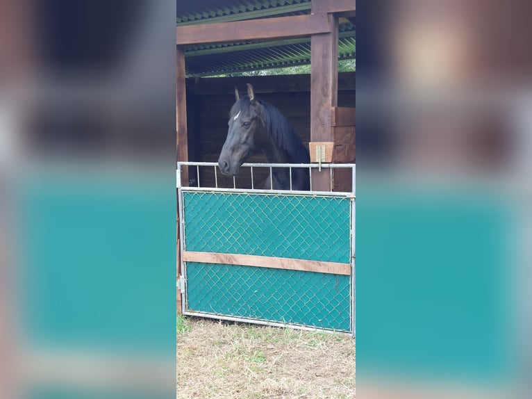 Cruzado Gelding 8 years 15,1 hh Black in Montouto (Santa Cristina)