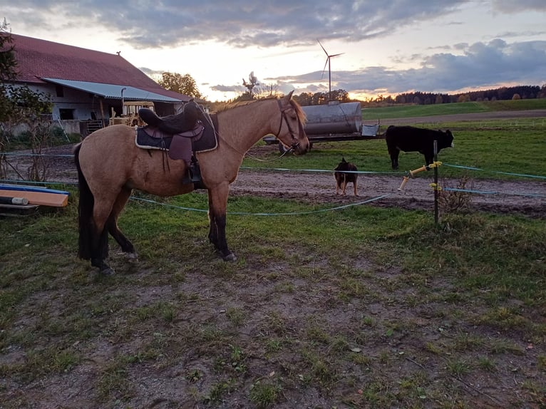 Cruzado Gelding 8 years 15,1 hh Dun in Erdweg